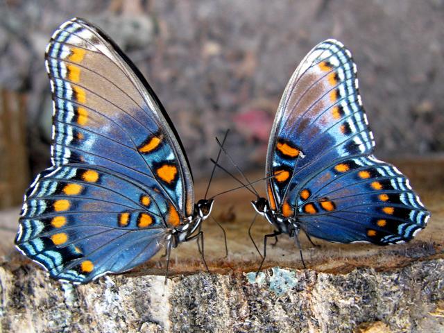 Все о бабочках в Смоленске | ЗооТом портал о животных