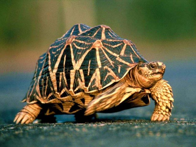 Все о черепахах в Смоленске | ЗооТом портал о животных