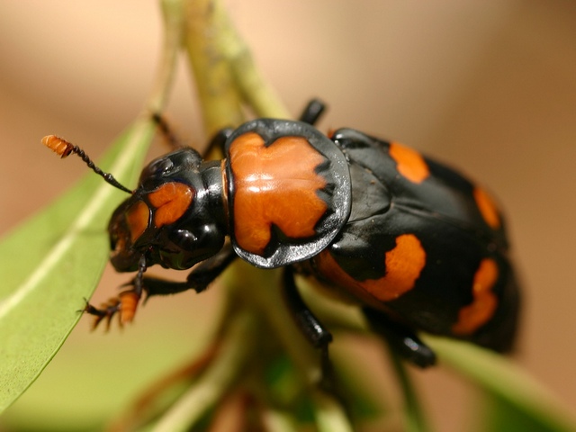 Все о жуках в Смоленске | ЗооТом портал о животных