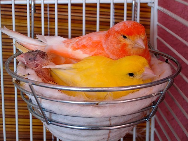Содержание канареек и уход за ними в Смоленске