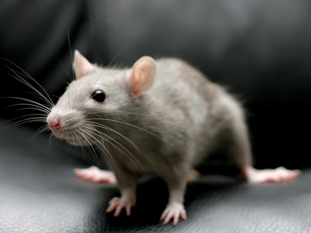 Все о крысах в Смоленске | ЗооТом портал о животных