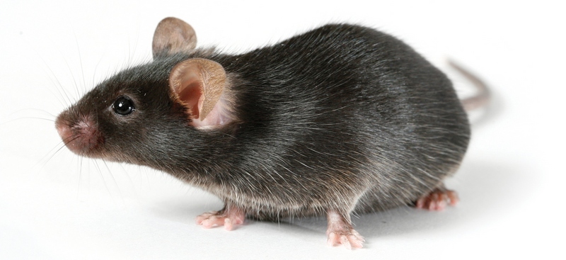 Все о крысах в Смоленске | ЗооТом портал о животных