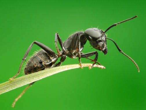 Все о муравьях в Смоленске | ЗооТом портал о животных