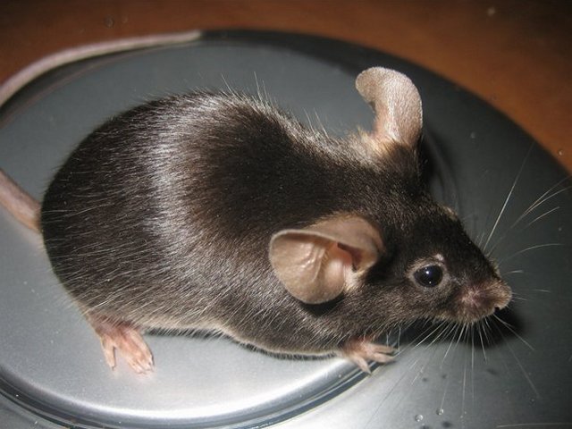 Все о мышах в Смоленске | ЗооТом - продажа, вязка и услуги для животных в Смоленске