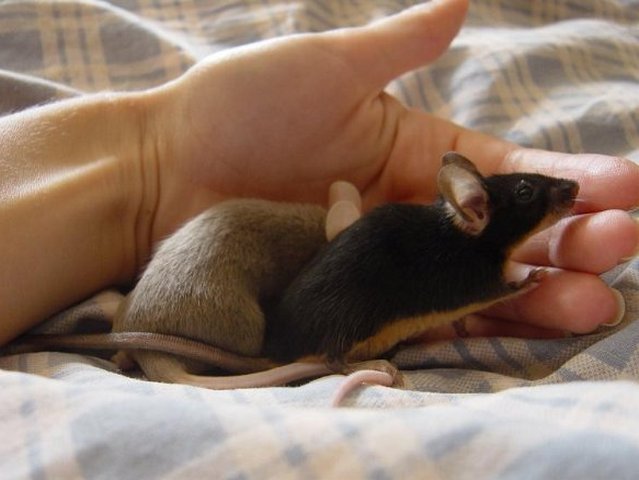 Все о мышах в Смоленске | ЗооТом - продажа, вязка и услуги для животных в Смоленске