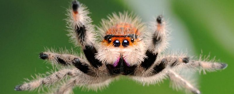 Все о пауках в Смоленске | ЗооТом портал о животных
