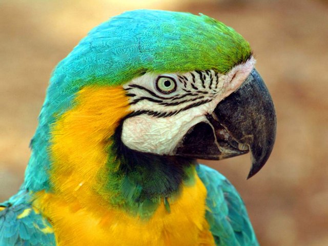 Все о попугаях в Смоленске | ЗооТом портал о животных