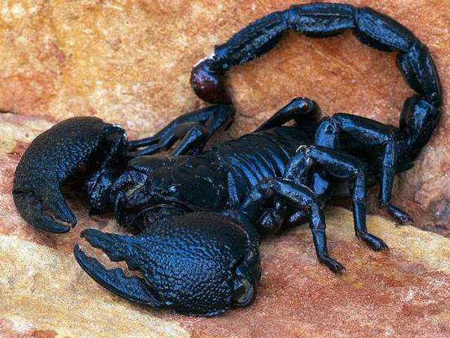 Все о скорпионах в Смоленске | ЗооТом портал о животных