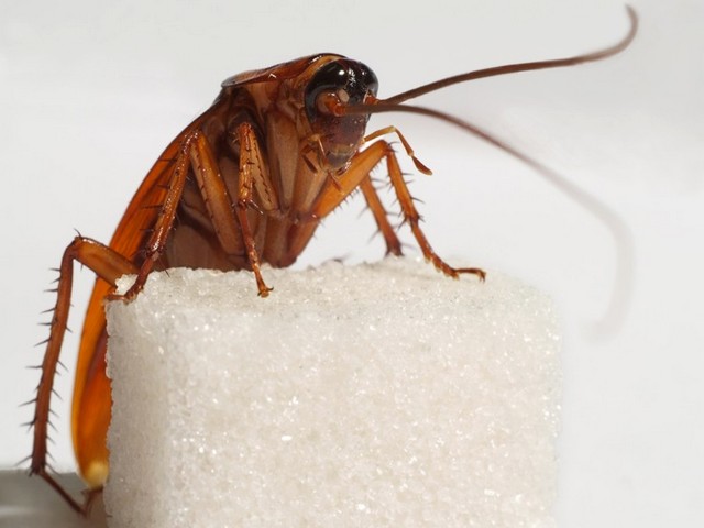 Все о тараканах в Смоленске | ЗооТом портал о животных