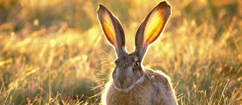 Все о зайцах | ЗооТом - продажа, вязка и услуги для животных в Смоленске