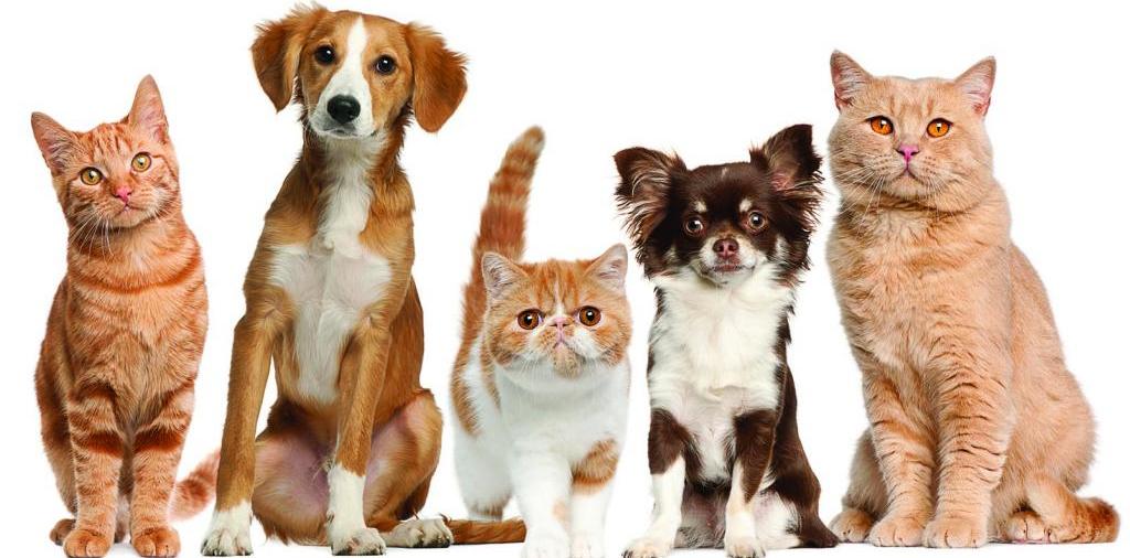 Доска объявлений о животных | ЗооТом - продажа, вязка и услуги для животных в Смоленске