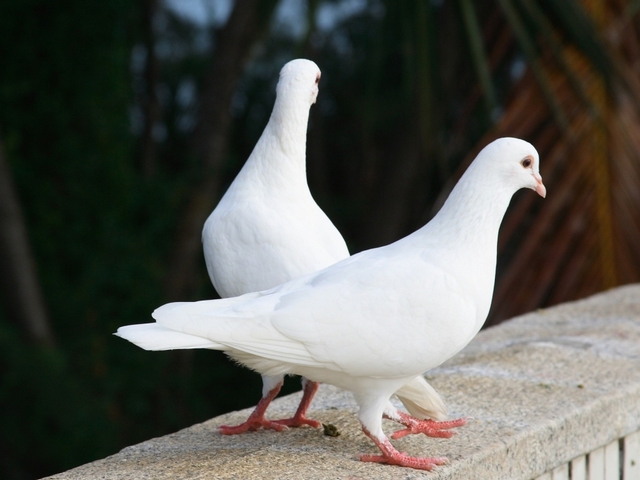 Все о голубях | ЗооТом - продажа, вязка и услуги для животных в Смоленске