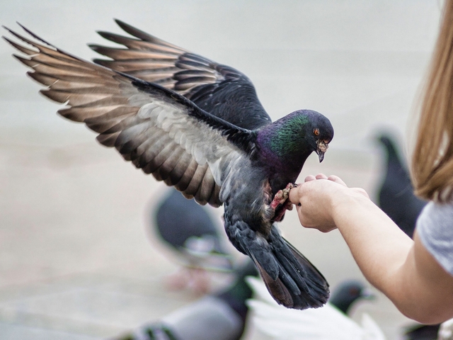 Все о голубях | ЗооТом - продажа, вязка и услуги для животных в Смоленске