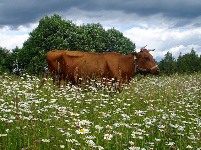 Все о коровах в Смоленске | ЗооТом портал о животных