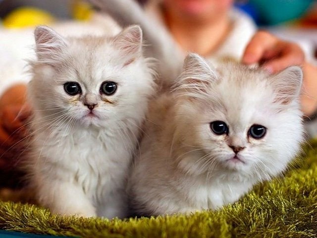 Породы кошек в Смоленске | ЗооТом портал о животных