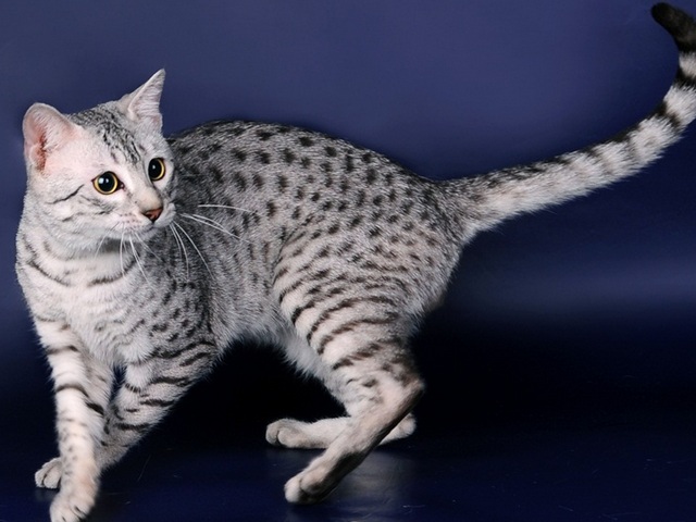 Породы кошек в Смоленске | ЗооТом портал о животных