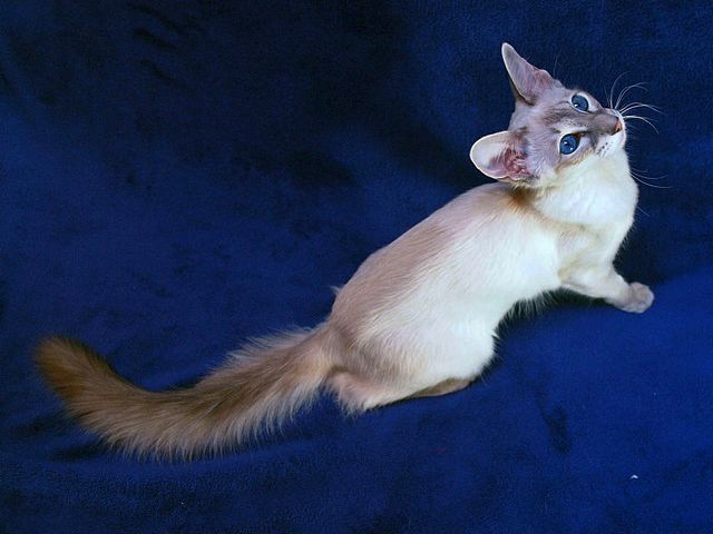 Выведенные породы кошек в Смоленске | ЗооТом портал о животных