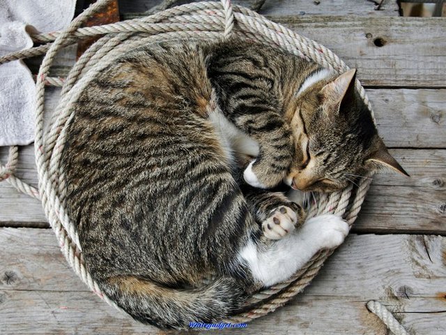 Все о кошках в Смоленске | ЗооТом портал о животных