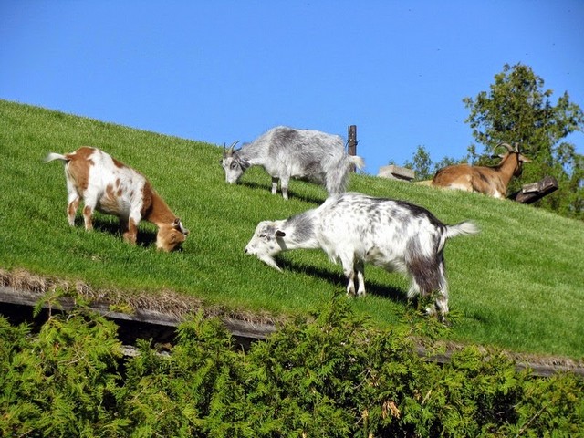 Все о козах в Смоленске | ЗооТом портал о животных