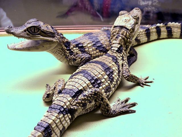 Все о крокодилах в Смоленске | ЗооТом портал о животных