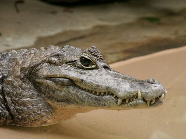 Все о крокодилах в Смоленске | ЗооТом портал о животных
