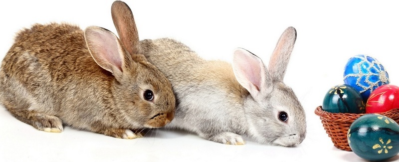 Все о кроликах в Смоленске | ЗооТом портал о животных