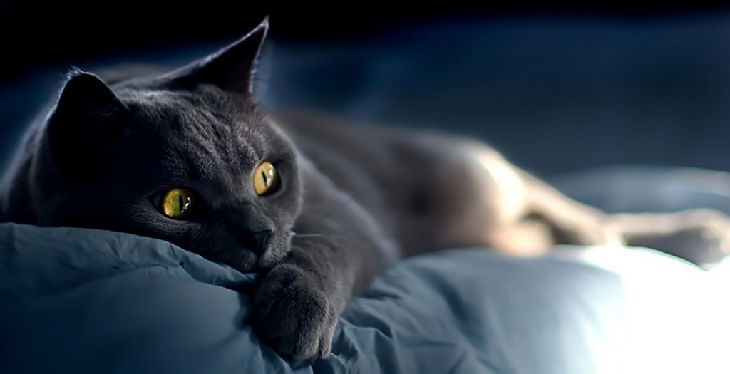 Объявления о кошках | ЗооТом - продажа, вязка и услуги для животных в Смоленске