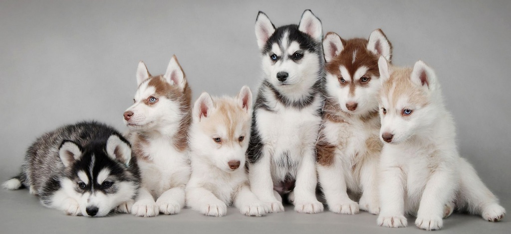 Объявления о собаках | ЗооТом - продажа, вязка и услуги для животных в Смоленске