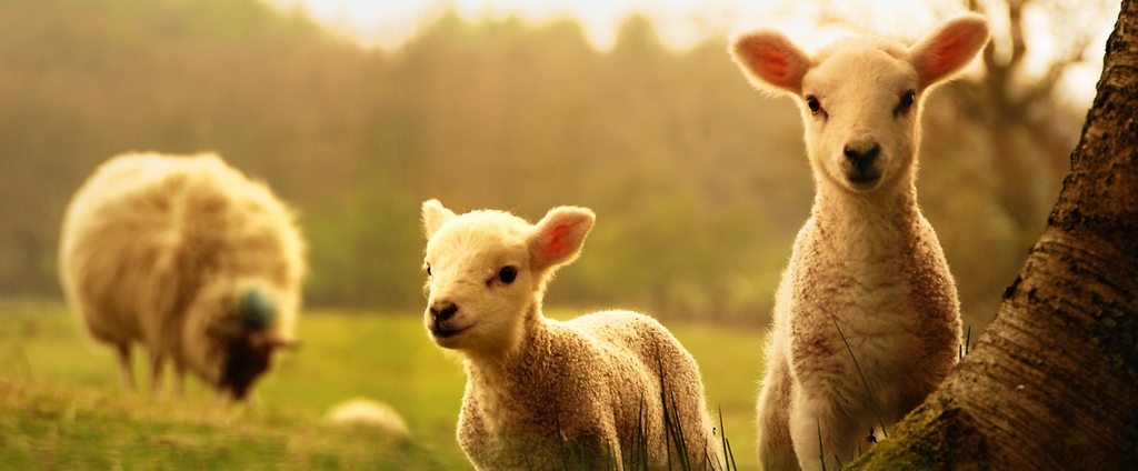 Объявления о сельскохозяйственных животных | ЗооТом - продажа, вязка и услуги для животных в Смоленске