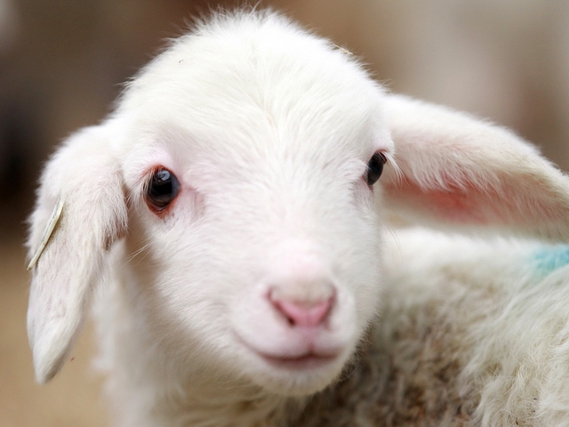 Овцы и бараны в Смоленске | ЗооТом портал о животных