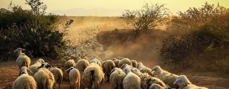 Все об овцах в Смоленске | ЗооТом портал о животных