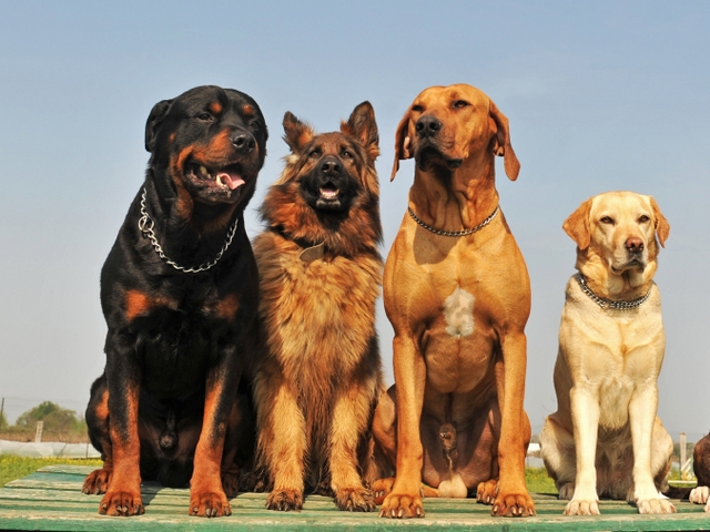 Крупные породы собак в Смоленске | ЗооТом портал о животных