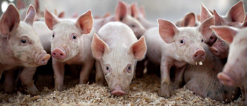 Все о свиньях в Смоленске | ЗооТом портал о животных