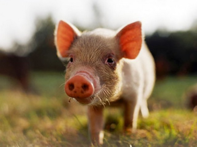 Все о свиньях в Смоленске | ЗооТом портал о животных