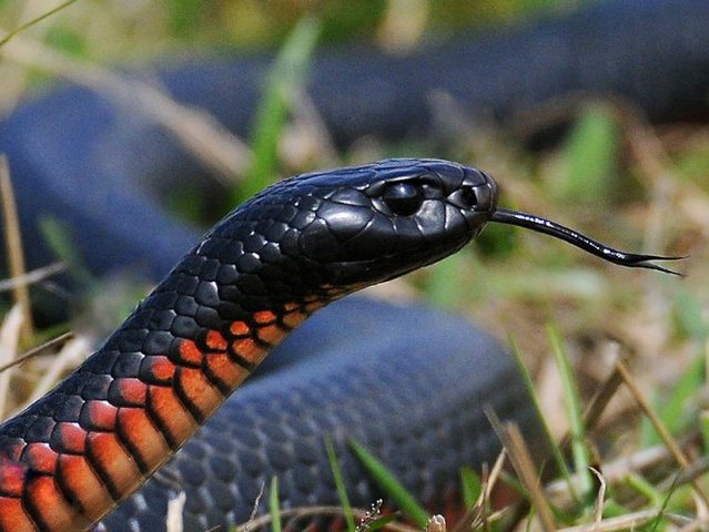 Все о змеях в Смоленске | ЗооТом портал о животных